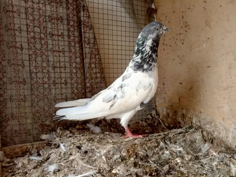 high flyer pigeon — photo 6