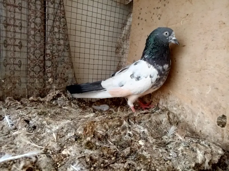 high flyer pigeon — photo 7