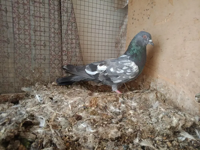 high flyer pigeon — photo 8