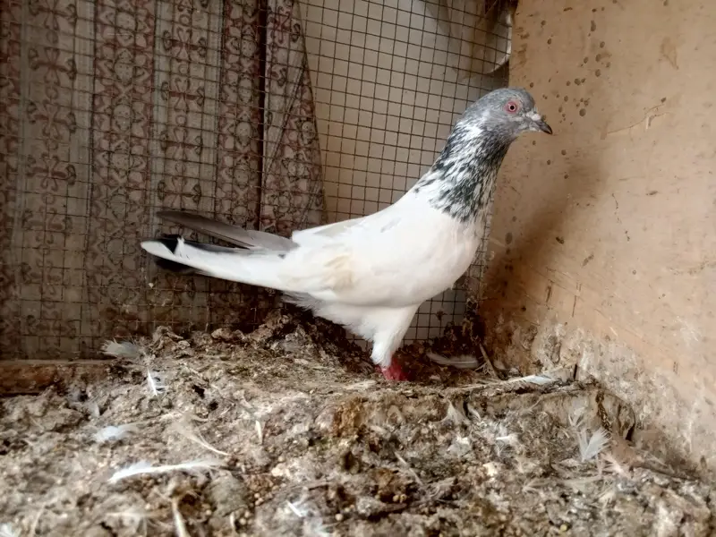 high flyer pigeon — photo 9
