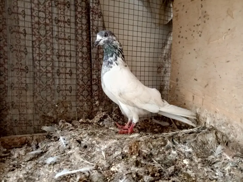 high flyer pigeon — photo 10