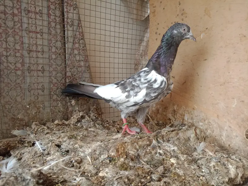 high flyer pigeon — photo 11