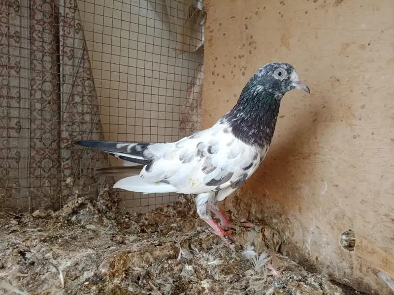 high flyer pigeon — photo 12