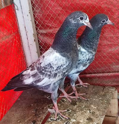 Teddy bachy pair for sale 03092938040