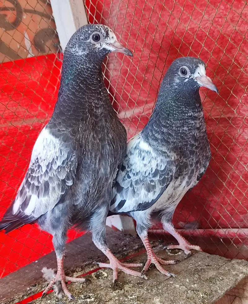 Teddy bachy pair for sale 03092938040 — photo 2