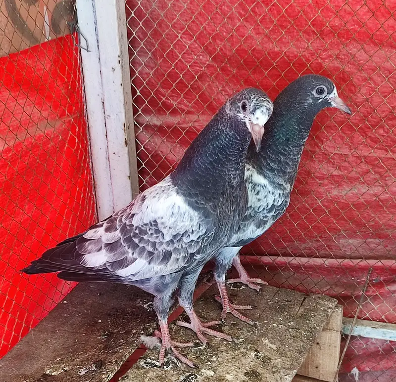 Teddy bachy pair for sale 03092938040 — photo 3