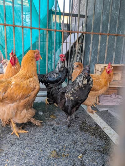 golden buffs, silky and aseel males hen