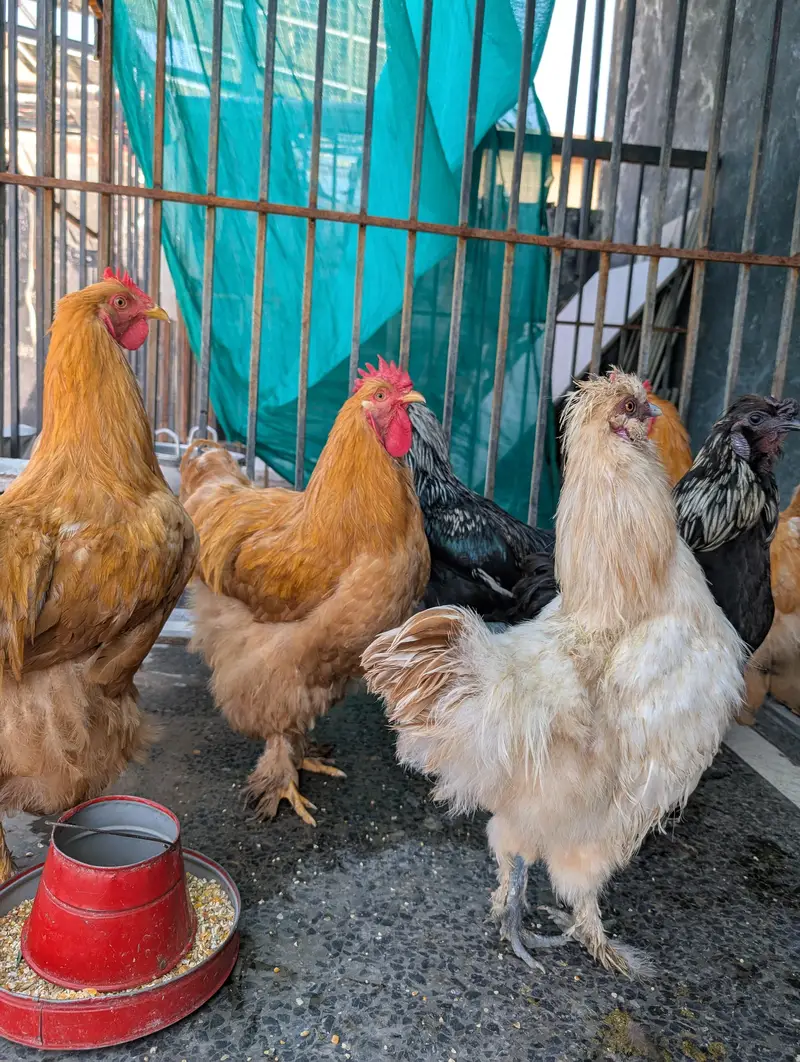 golden buffs, silky and aseel males hen — photo 2
