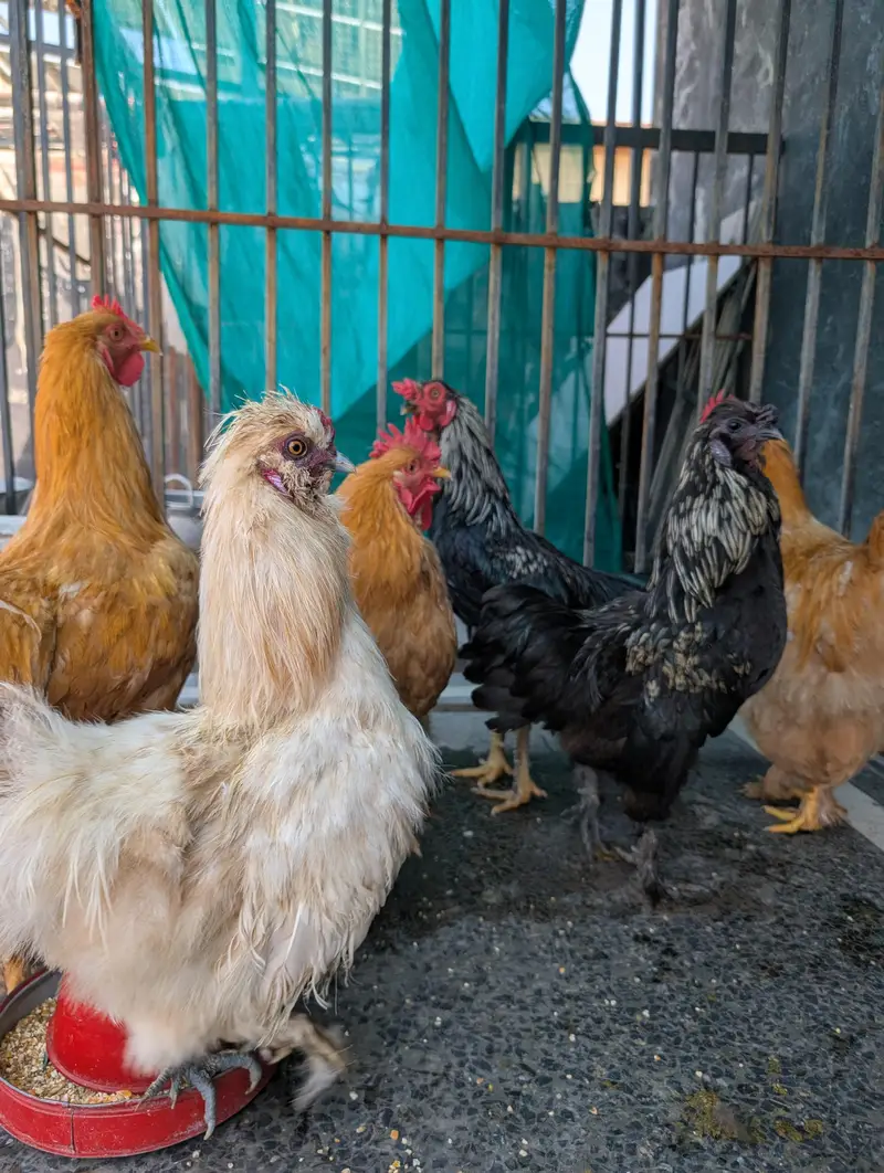 golden buffs, silky and aseel males hen — photo 3