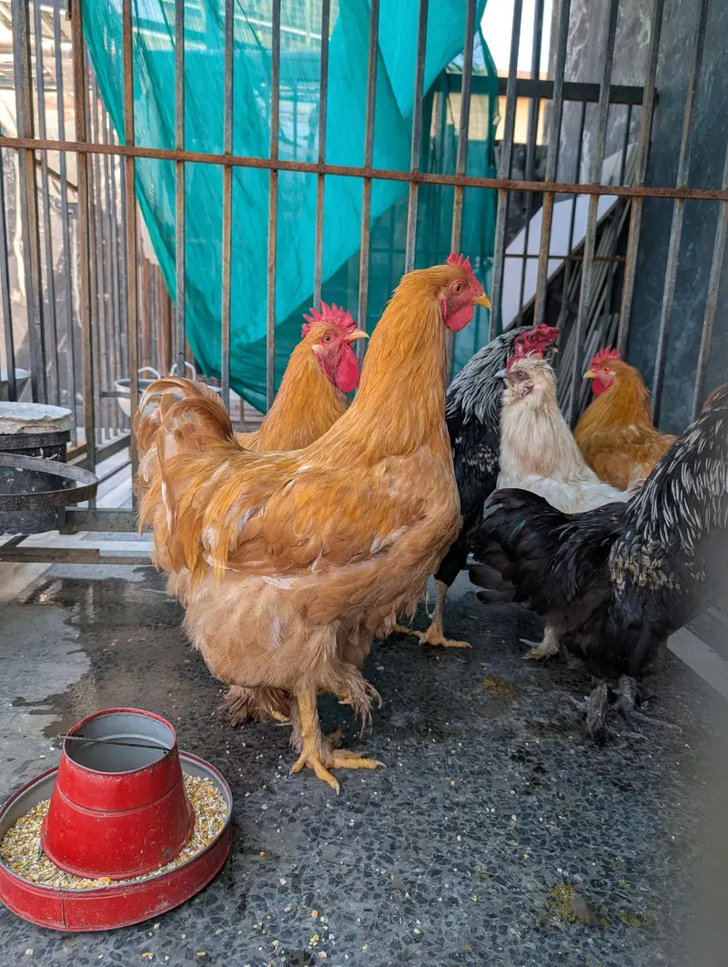 golden buffs, silky and aseel males hen — photo 4