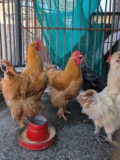 golden buffl male hen
