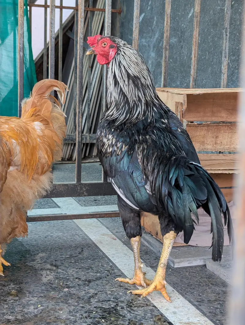 golden buffs, silky and aseel males hen — photo 6