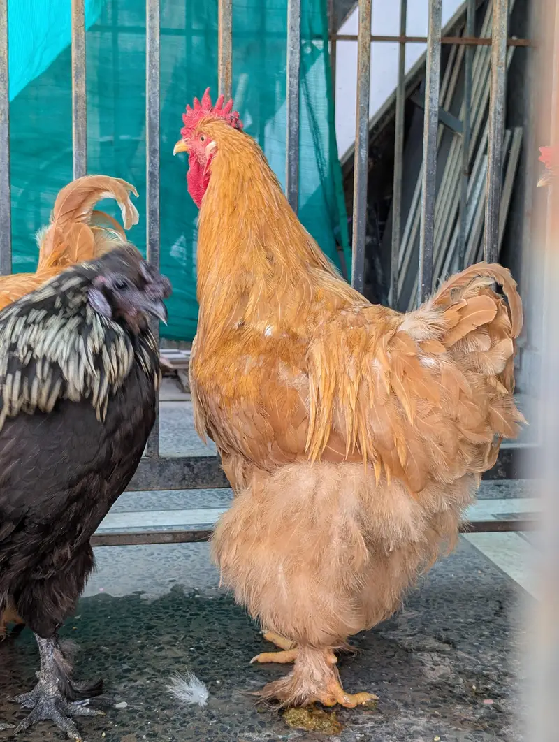 golden buffs, silky and aseel males hen — photo 7