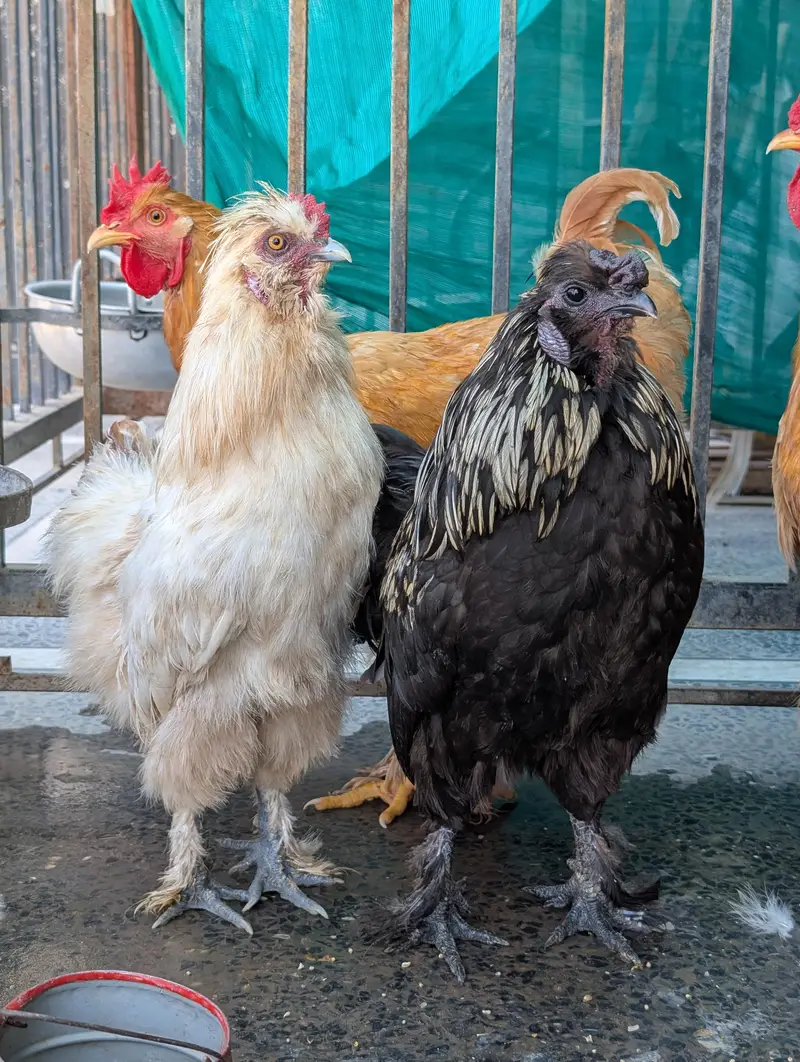 golden buffs, silky and aseel males hen — photo 8