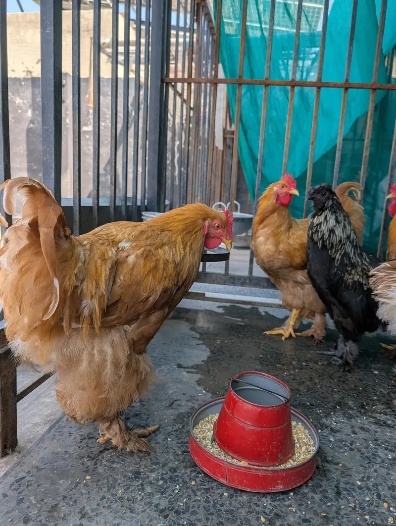 golden buffs, silky and aseel males hen — photo 9