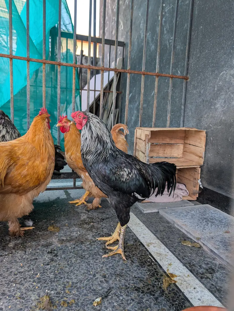 golden buffs, silky and aseel males hen — photo 10
