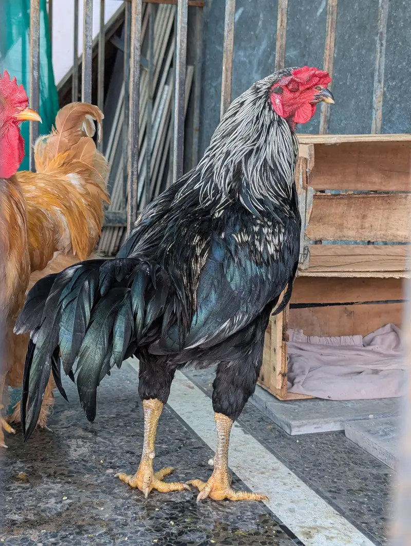 golden buffs, silky and aseel males hen — photo 11