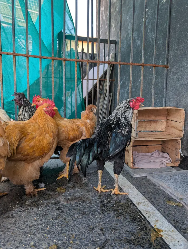 golden buffs, silky and aseel males hen — photo 12