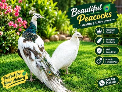 | PEACOCK RARE SPECIAL PIED PAIR |
