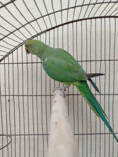 Ringneck Breeder Female For Sale