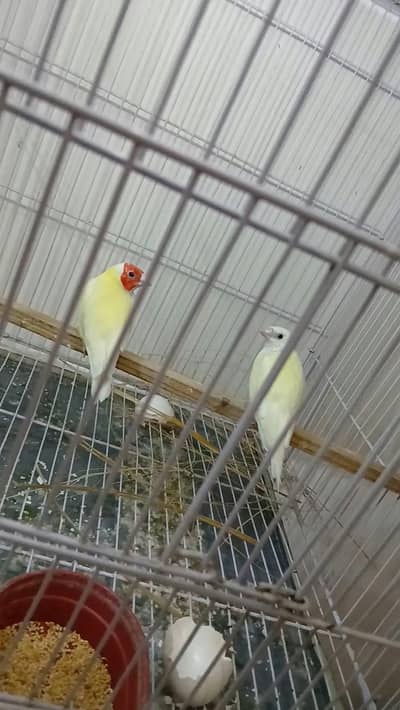 lotino Goldian Finch Breeder pair