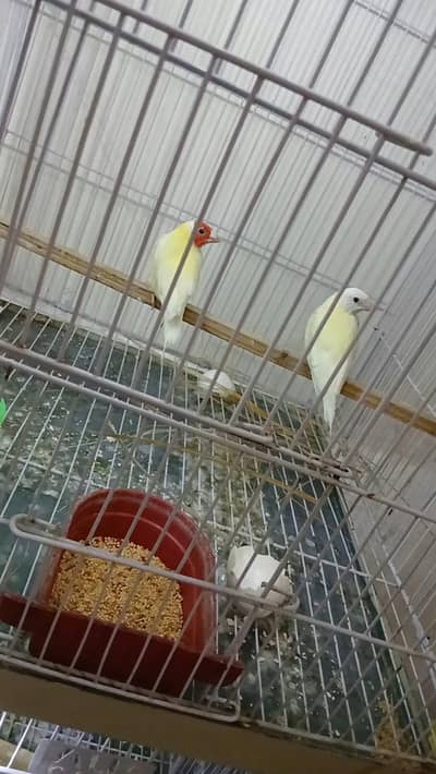 lotino Goldian Finch Breeder pair