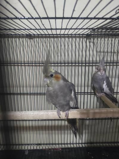 cocktail pair active for sale jis ko b chiya rabta kar ly