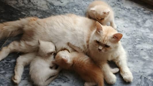 Persian cat and kittens