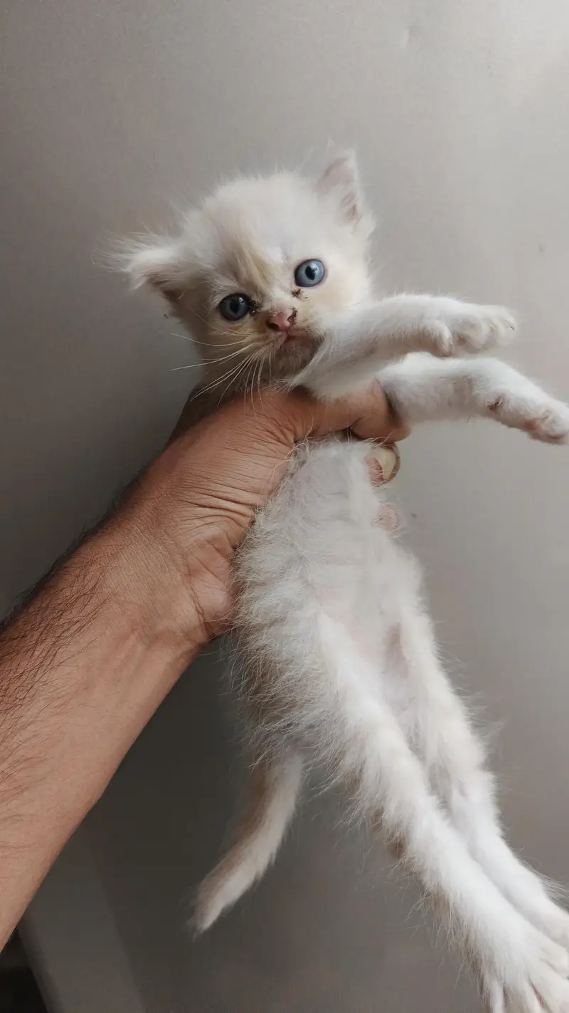 Persian cat and kittens — photo 2