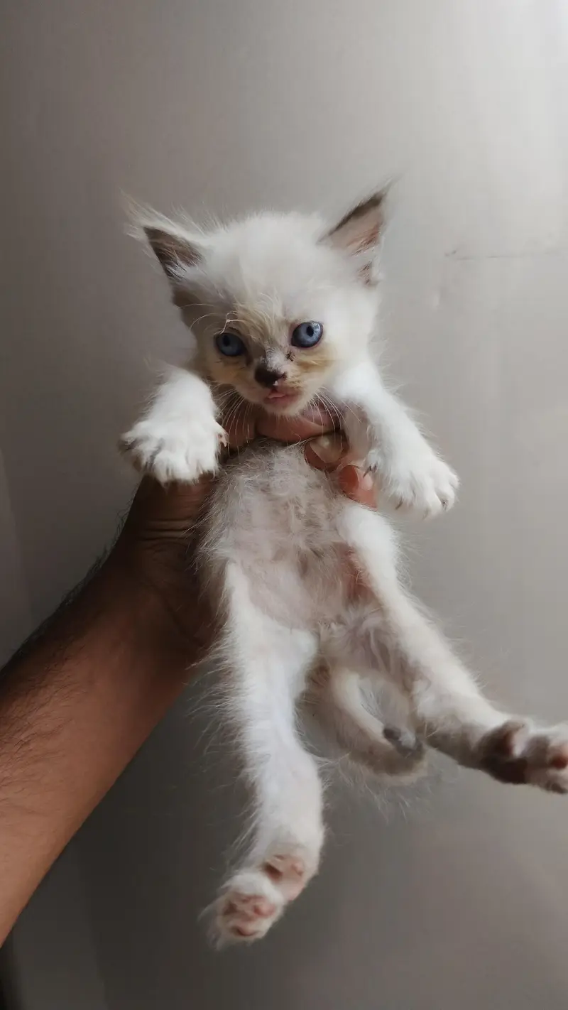 Persian cat and kittens — photo 3