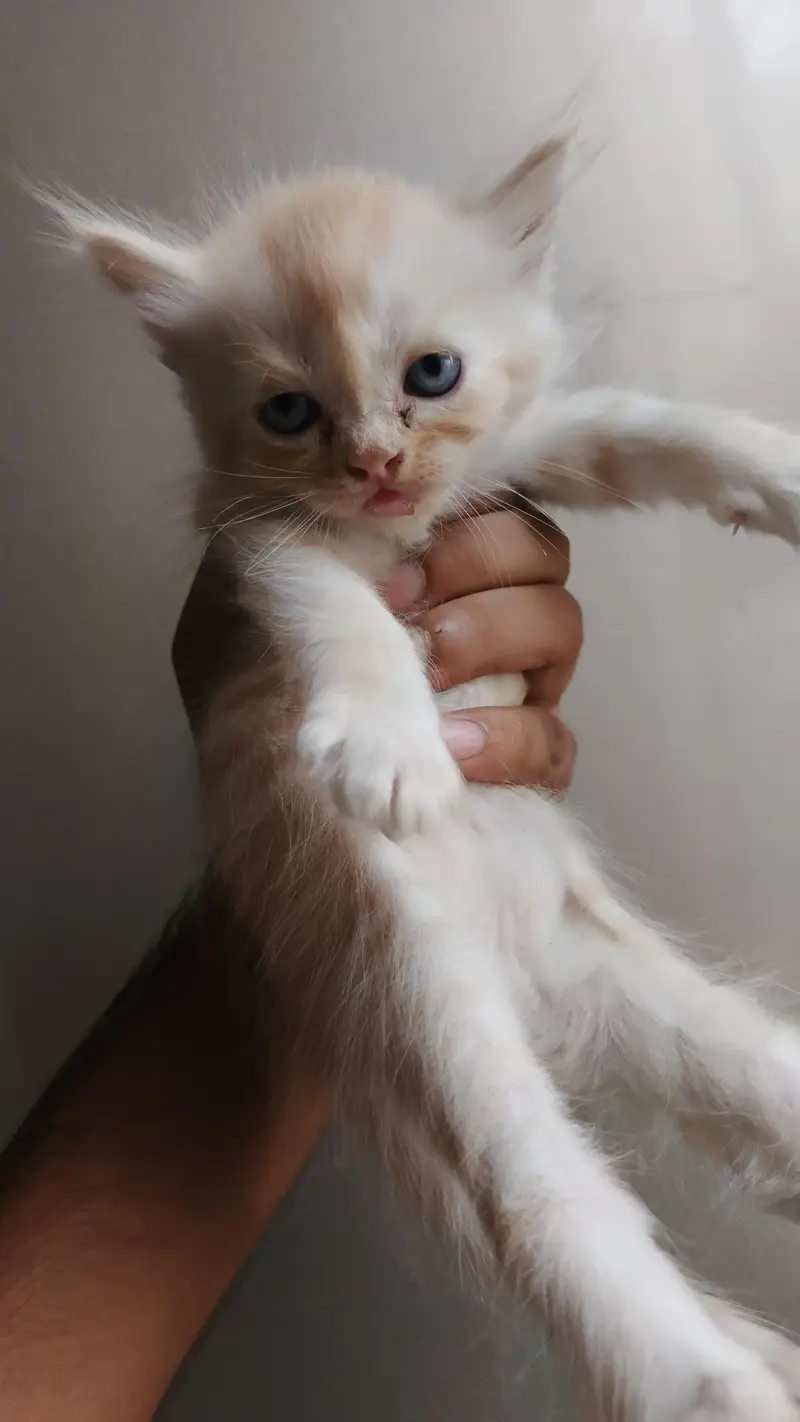 Persian cat and kittens — photo 4