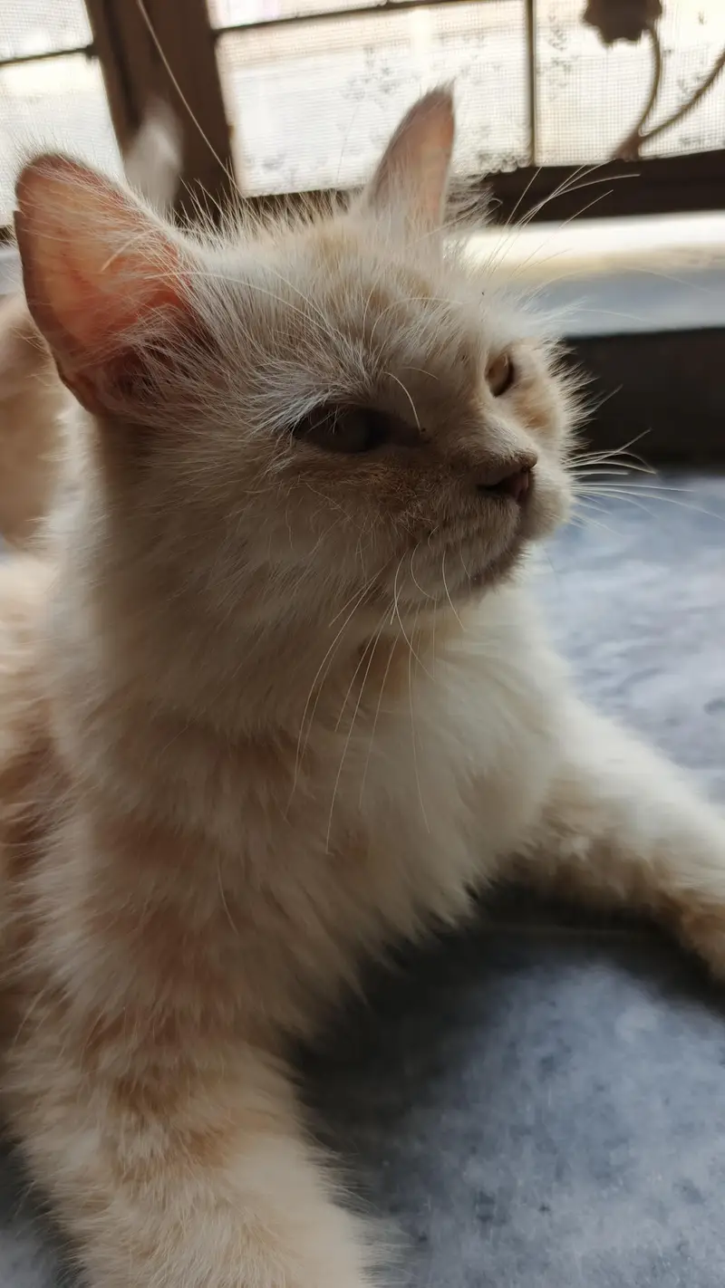 Persian cat and kittens — photo 5