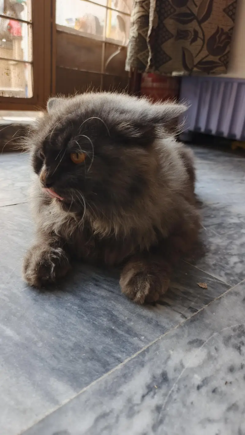 Persian cat and kittens — photo 6