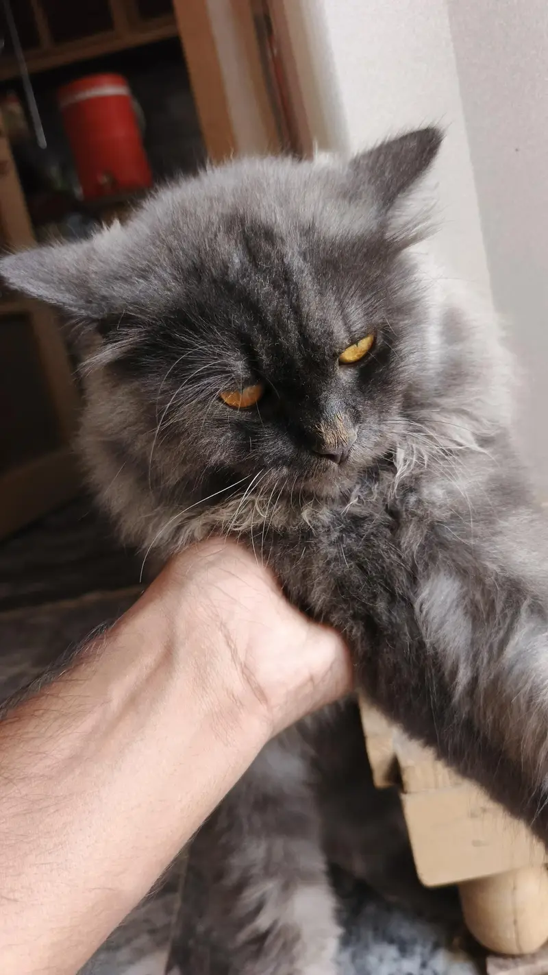 Persian cat and kittens — photo 7