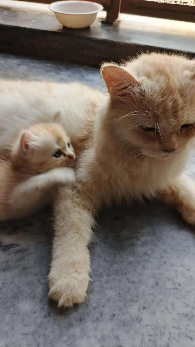 Persian cat and kittens — photo 8