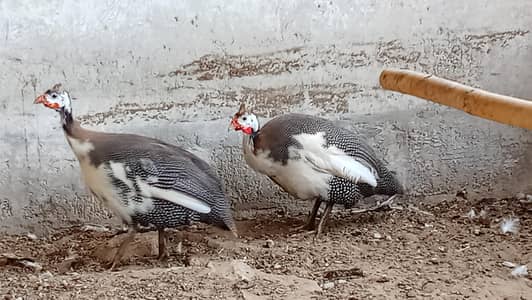 guinea fowl