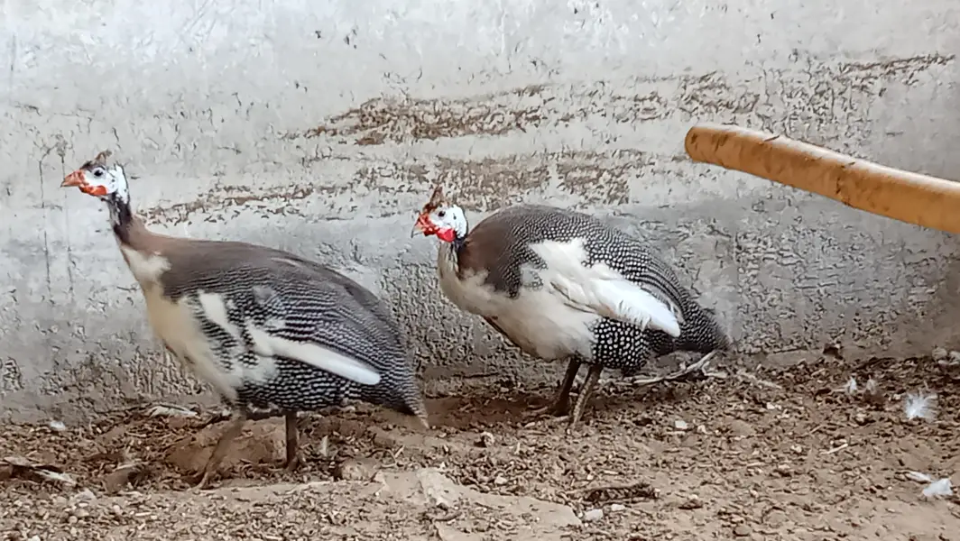guinea fowl