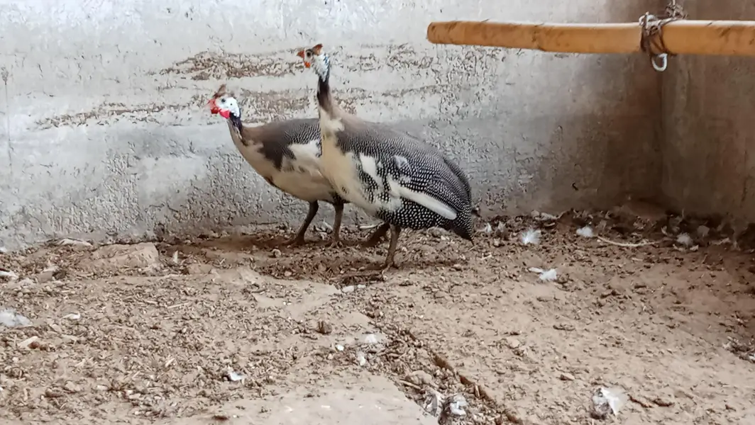 guinea fowl — photo 2