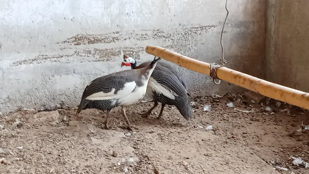 guinea fowl — photo 3