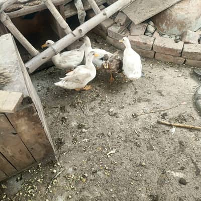 Duck white fr sale