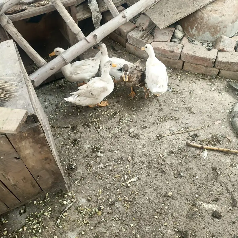 Duck white fr sale