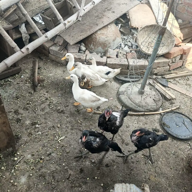 Duck white fr sale — photo 2