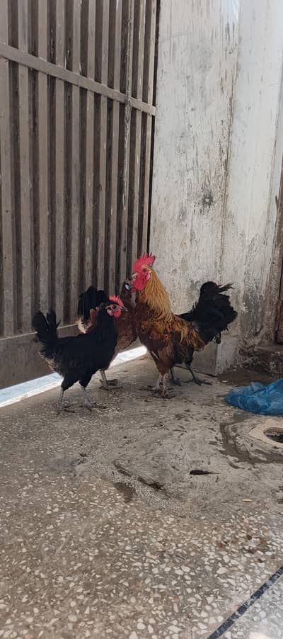 golden misri eggs laying hens