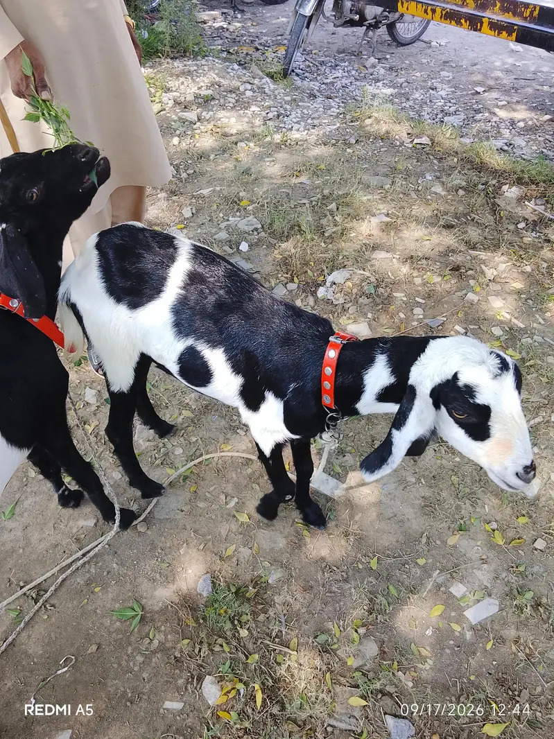 urgent sale — photo 2