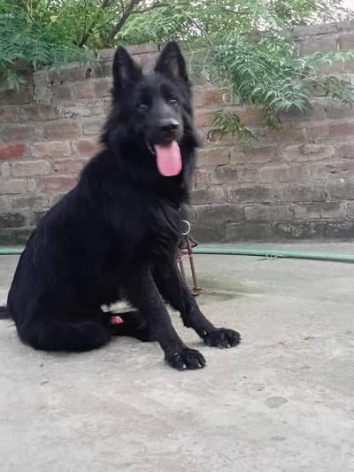 Black gsd for new home