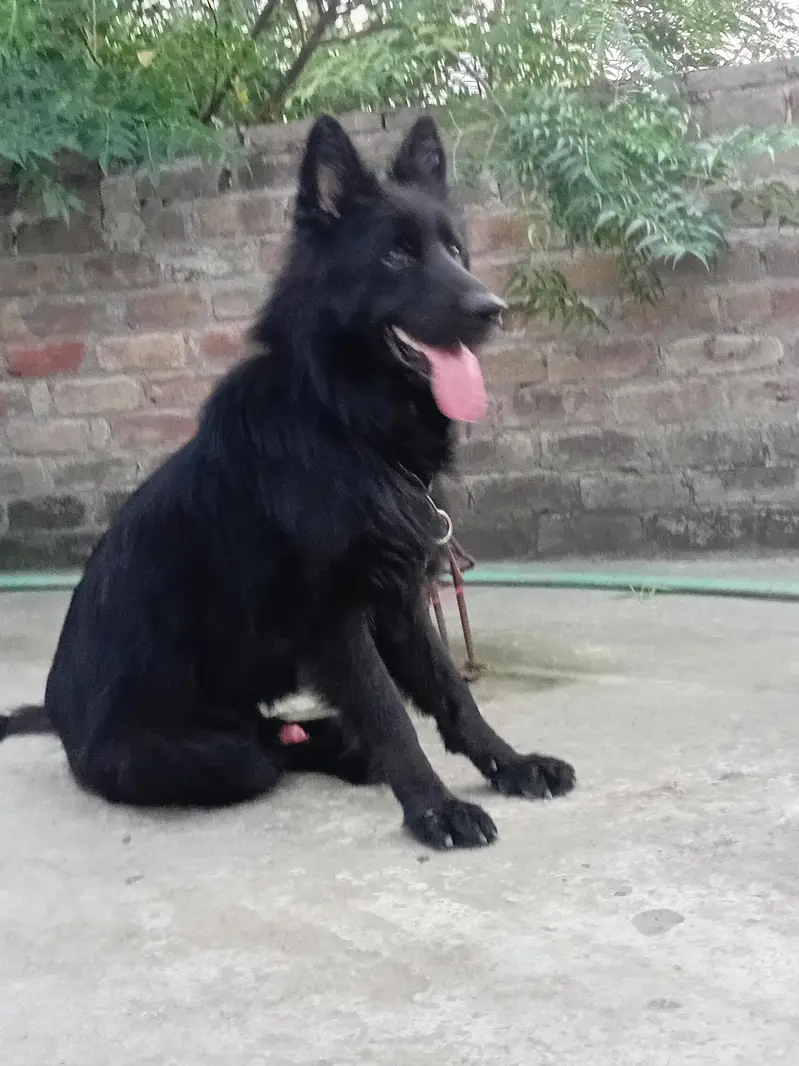 Black gsd for new home — photo 2
