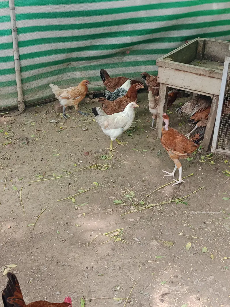 desi misri murgia — photo 5