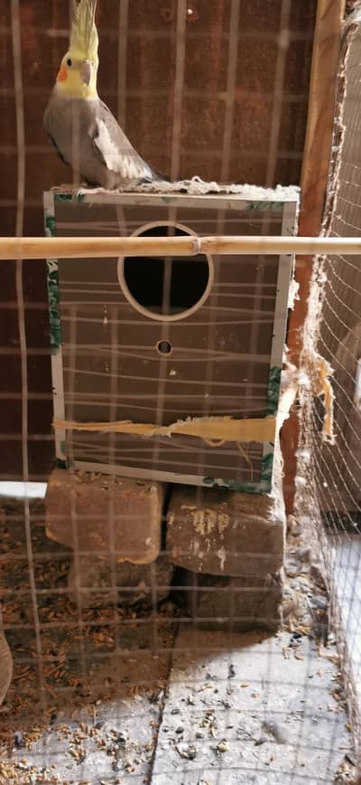 Urgent sale breeding box free