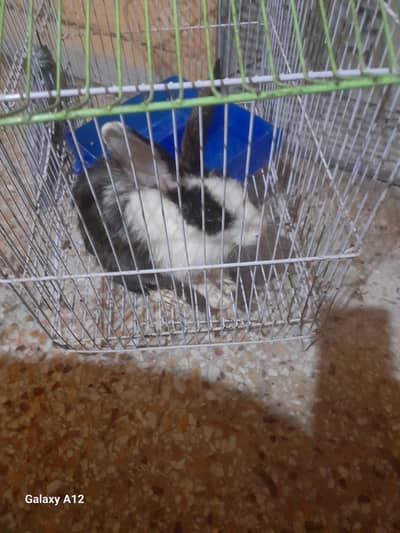 rabbit with cage