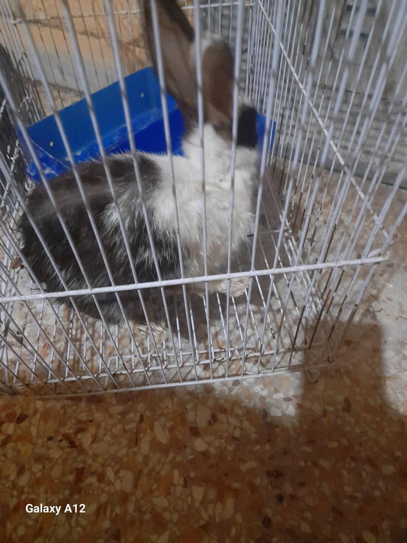 rabbit with cage 1